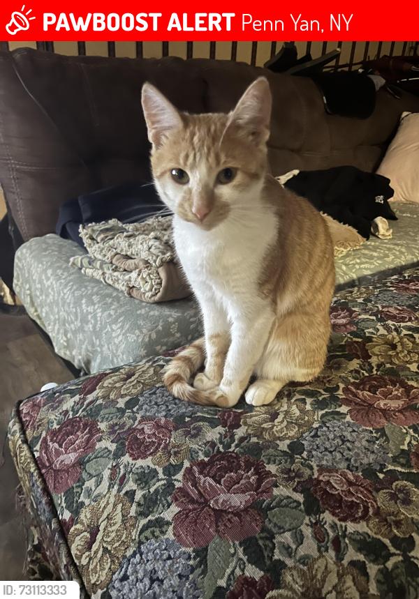 Lost Male Cat last seen Outlet trail in Penn yan new york, Penn Yan, NY 14527
