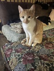 Lost Male Cat last seen Outlet trail in Penn yan new york, Penn Yan, NY 14527