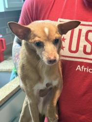 Reunited Male Dog last seen North Ashland and Wallen, Chicago, IL 60626