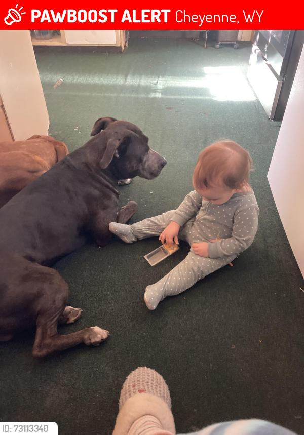 Lost Male Dog last seen Nationway Cheyenne, Cheyenne, WY 82001