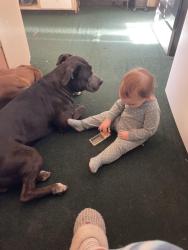 Lost Male Dog last seen Nationway Cheyenne, Cheyenne, WY 82001