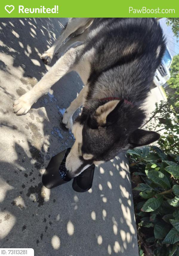 Reunited Male Dog last seen Near Sherman Ave, Monrovia, CA 91016, USA, Monrovia, CA 91016