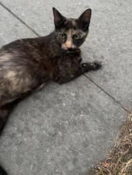Found/Stray Female Cat last seen Provincetown st and independence, Salinas, CA 93906