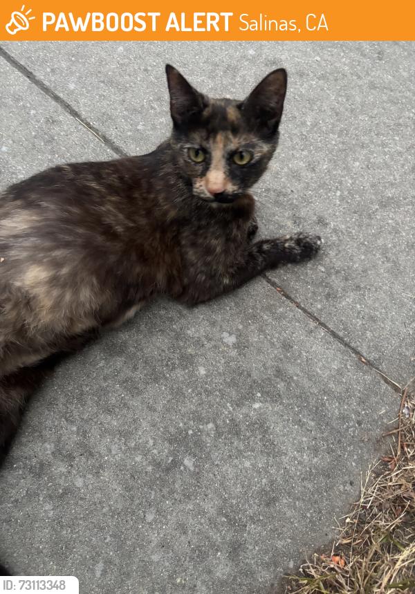 Found/Stray Female Cat last seen Provincetown st and independence, Salinas, CA 93906