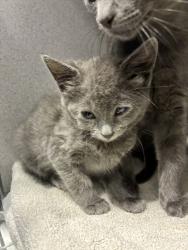 Shelter Stray Female Cat last seen Near W 2100 S, SALT LAKE CITY, UT, 84115, 511 W 3900 S, Salt Lake City, UT 84123, USA