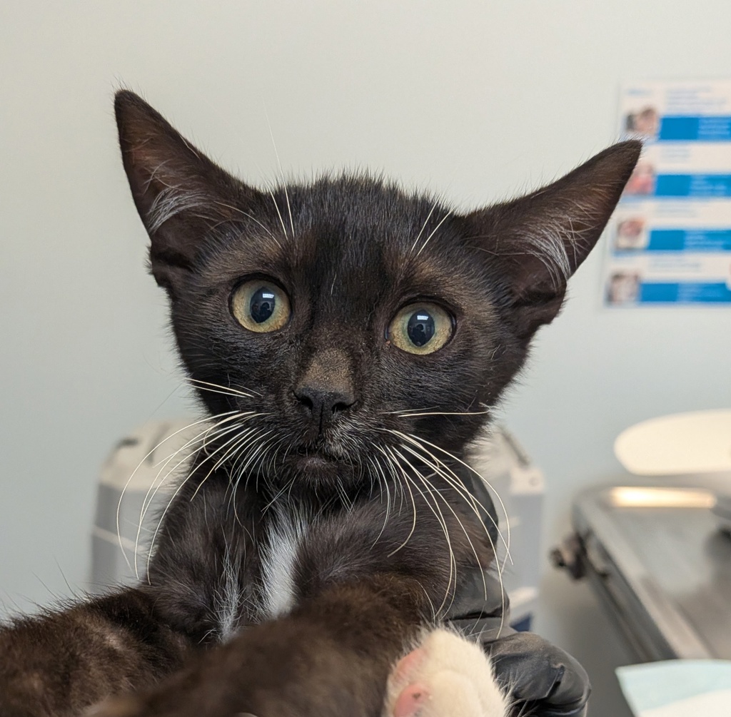 Shelter Stray Male Cat last seen Near 33rd Street, San Diego, CA, 92102, 5500 Gaines St, San Diego, CA 92110, USA