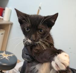 Shelter Stray Male Cat last seen Near 33rd Street, San Diego, CA, 92102, 5500 Gaines St, San Diego, CA 92110, USA