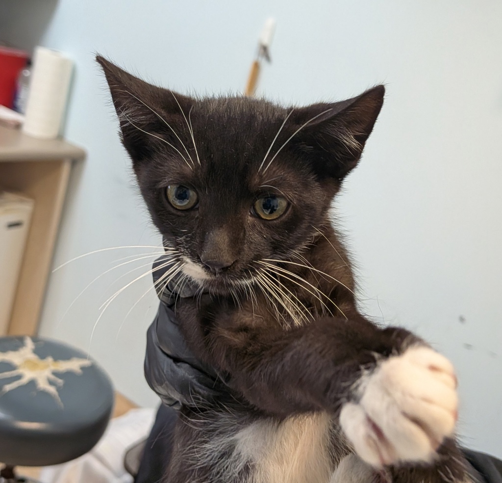 Shelter Stray Male Cat last seen Near 33rd Street, San Diego, CA, 92102, 5500 Gaines St, San Diego, CA 92110, USA