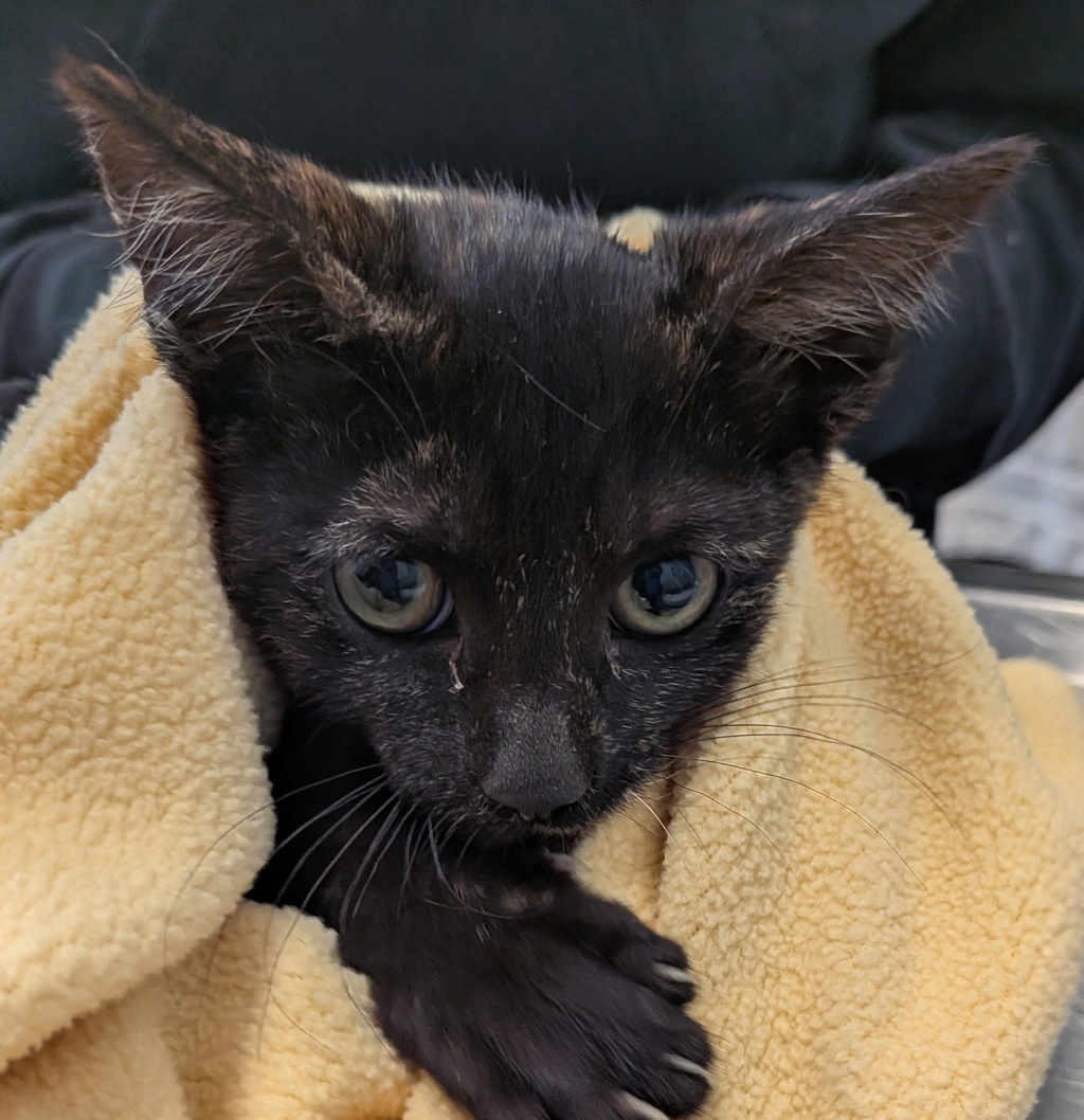Shelter Stray Female Cat last seen Near 33rd Street, San Diego, CA, 92102, 5500 Gaines St, San Diego, CA 92110, USA