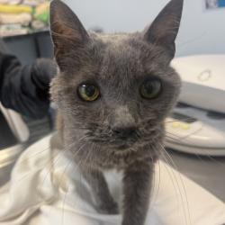 Shelter Stray Female Cat last seen Near Cypress Avenue, Imperial Beach, CA, 91932, 5500 Gaines St, San Diego, CA 92110, USA