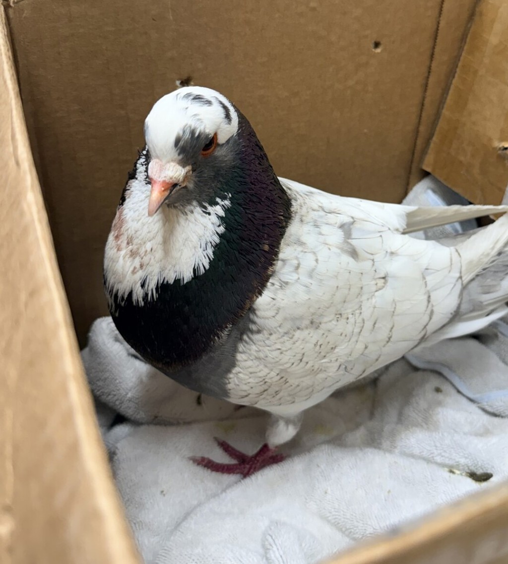 Shelter Stray Male Bird last seen Near Blackton Drive, La Mesa, CA, 91941, El Cajon, CA 92020, USA