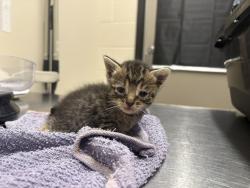 Shelter Stray Male Cat last seen Near N 1st Street, El Cajon, CA, 92021, El Cajon, CA 92020, USA