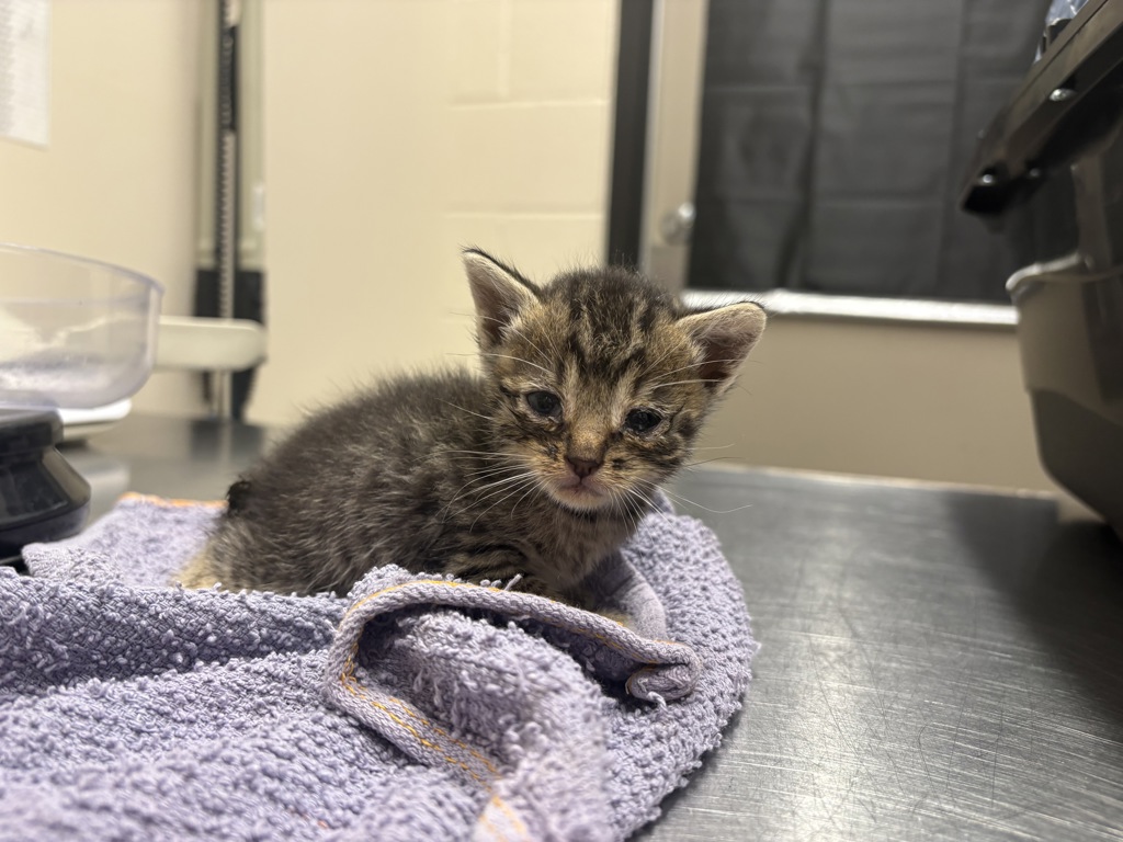 Shelter Stray Male Cat last seen Near N 1st Street, El Cajon, CA, 92021, El Cajon, CA 92020, USA