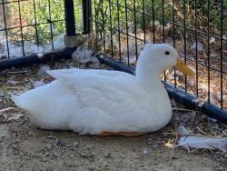 Shelter Stray Male Bird last seen mission bay park, San Diego, CA, 92110, 5500 Gaines St, San Diego, CA 92110, USA