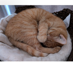 Lost Female Cat last seen Near eames rd jefferson me, Jefferson, ME 04348