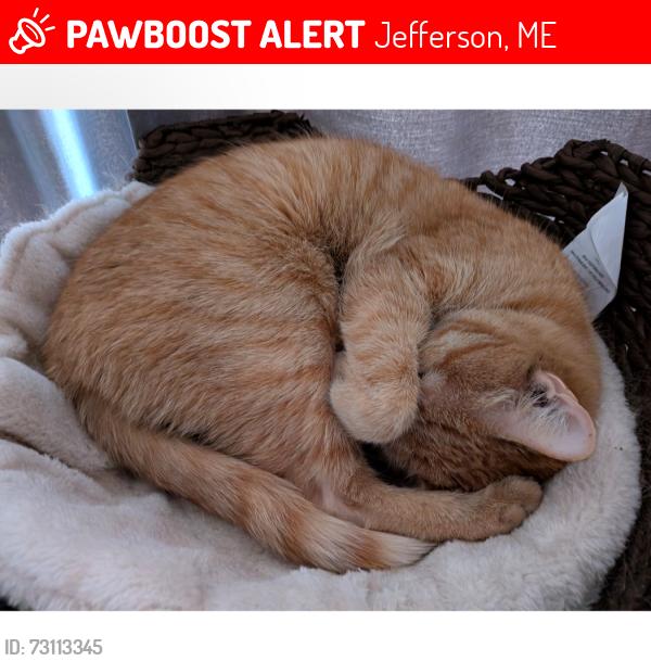 Lost Female Cat last seen Near eames rd jefferson me, Jefferson, ME 04348