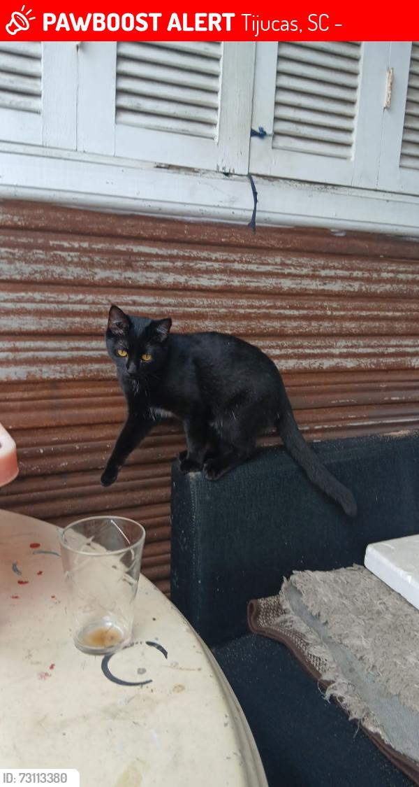 Lost Female Cat last seen Mercado matriz, Tijucas, SC 88200-000