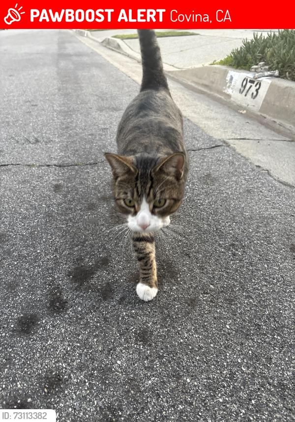 Lost Male Cat last seen Near N Garsden, Covina, CA 91724