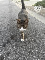 Lost Male Cat last seen Near N Garsden, Covina, CA 91724