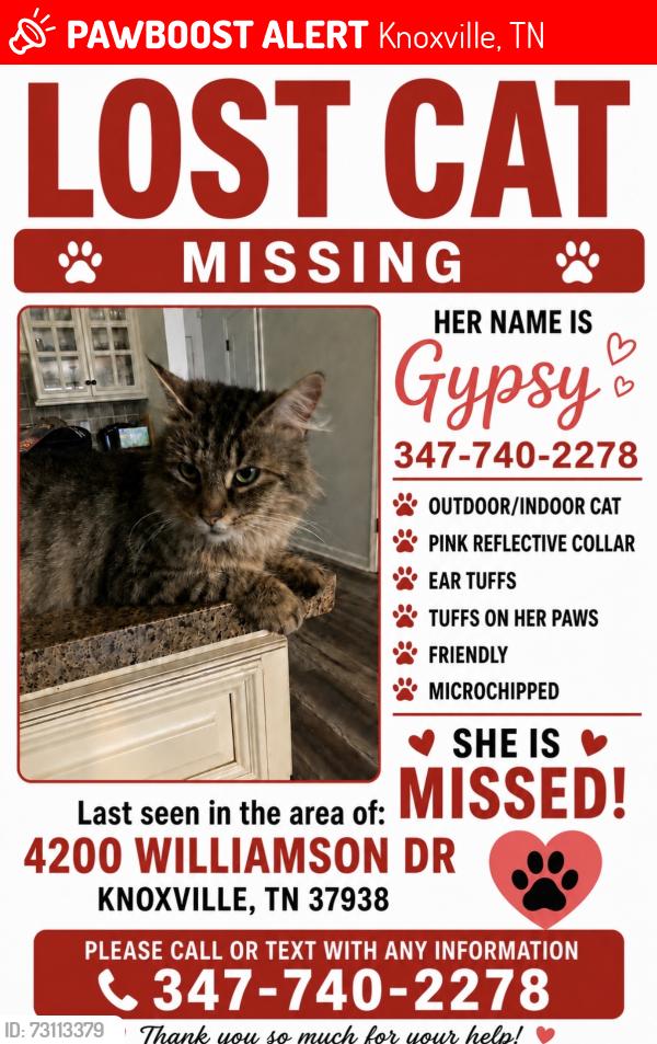 Lost Female Cat last seen Hill rd and Williamson dr, Knoxville, TN 37938