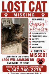 Lost Female Cat last seen Hill rd and Williamson dr, Knoxville, TN 37938