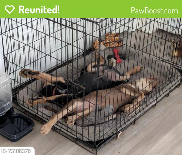 Reunited Female Dog last seen Oak run and cranes Creek, Cameron, NC 28326