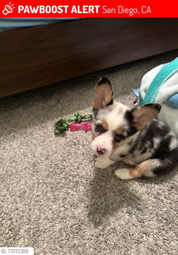 Lost Male Dog last seen nimitz/rosecrans, San Diego, CA 92106