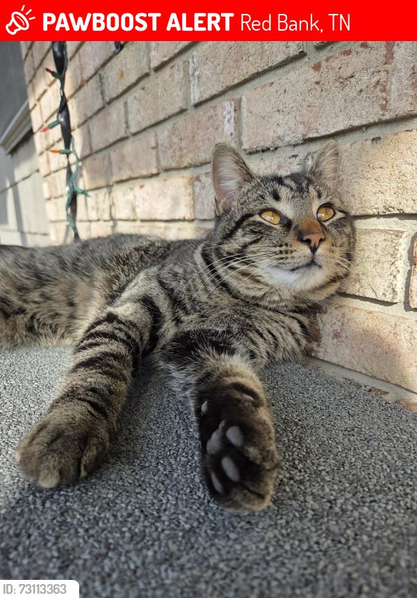 Lost Male Cat last seen Ridgeway Dr., Gadd Rd., Red Bank, TN 37415
