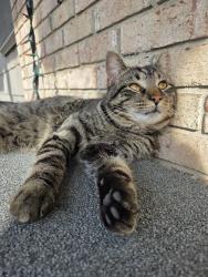 Lost Male Cat last seen Ridgeway Dr., Gadd Rd., Red Bank, TN 37415