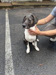 Found/Stray Unknown Dog last seen Children’s museum, Memphis, TN 38114