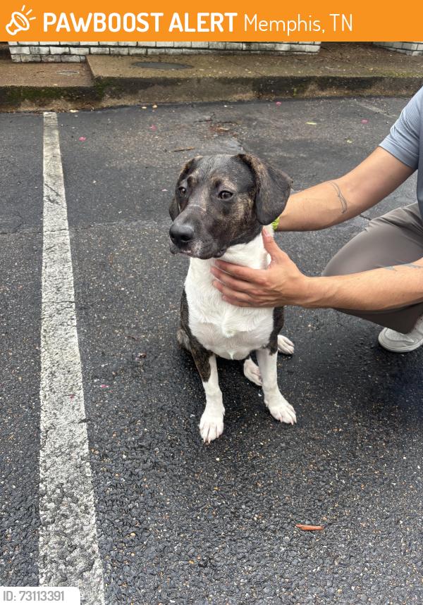 Found/Stray Unknown Dog last seen Children’s museum, Memphis, TN 38114