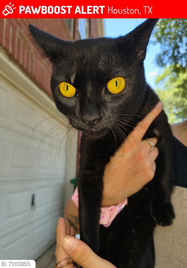 Lost Male Cat last seen Cullen park. S Park View Park Harbor subdivision Hou TX 77084, Houston, TX 77084