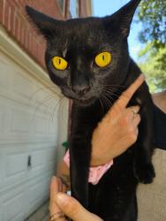 Lost Male Cat last seen Cullen park. S Park View Park Harbor subdivision Hou TX 77084, Houston, TX 77084
