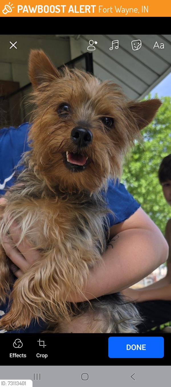 Found/Stray Unknown Dog last seen Hale ave, Fort Wayne, IN 46802