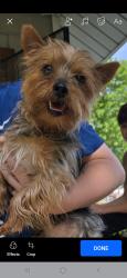 Found/Stray Unknown Dog last seen Hale ave, Fort Wayne, IN 46802