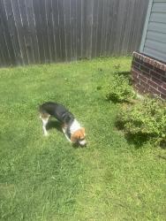 Found/Stray Male Dog last seen Washington and Lynn Lane, Broken Arrow, OK 74012