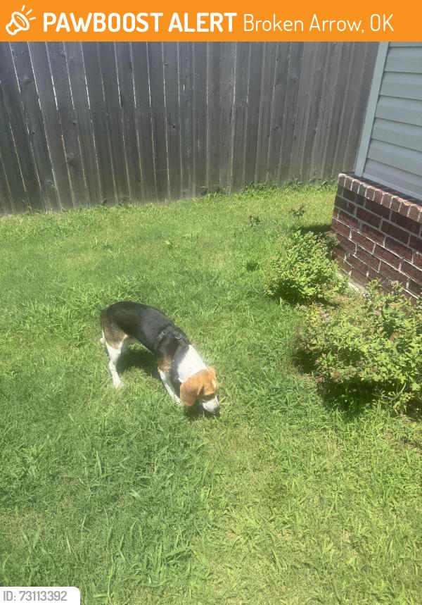 Found/Stray Male Dog last seen Washington and Lynn Lane, Broken Arrow, OK 74012