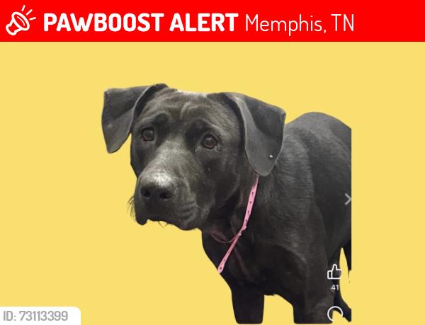 Lost Female Dog last seen Thomas Street / Carrollton / Pera, Memphis, TN 38127