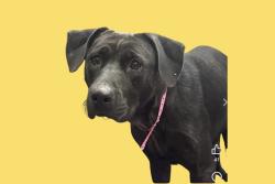 Lost Female Dog last seen Thomas Street / Carrollton / Pera, Memphis, TN 38127