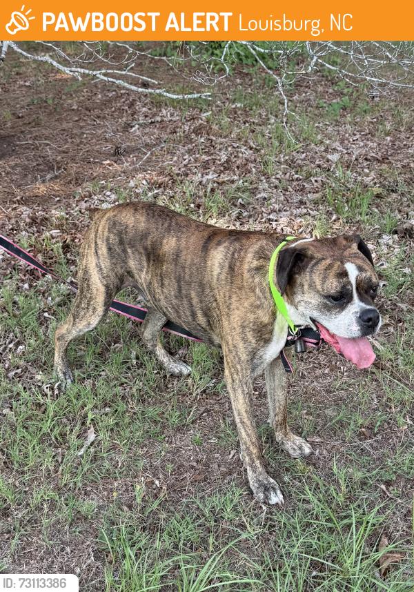 Found/Stray Unknown Dog last seen NC-39 Louisburg, NC, Louisburg, NC 27549