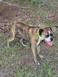 Found/Stray Unknown Dog last seen NC-39 Louisburg, NC, Louisburg, NC 27549