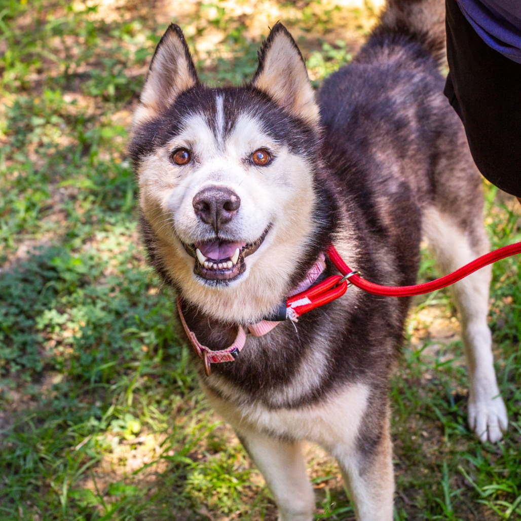 Shelter Stray Male Dog last seen , 1901 N 31st Ave, Hattiesburg, MS 39401, USA