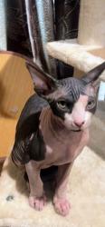 Lost Male Cat last seen Near w wolf st, Phoenix, AZ 85033