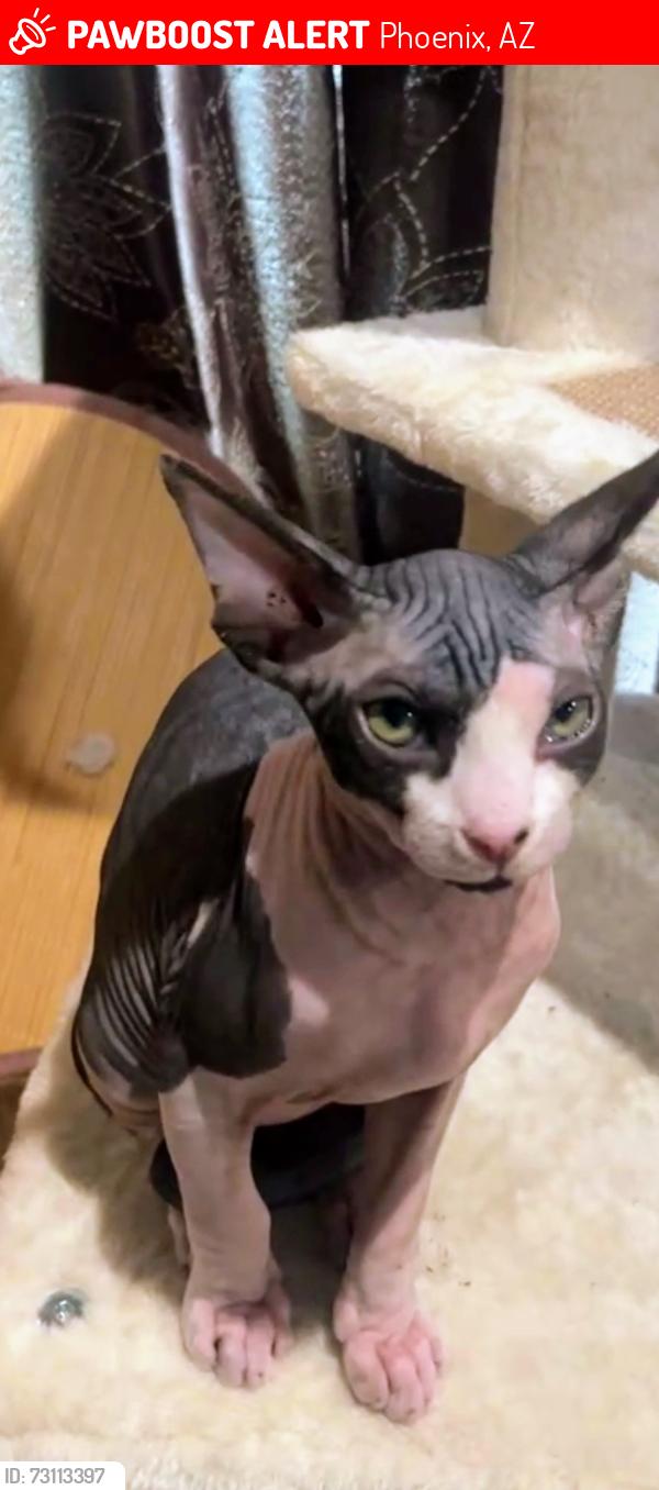 Lost Male Cat last seen Near w wolf st, Phoenix, AZ 85033