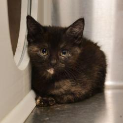 Shelter Stray Female Cat last seen , 3173 K-68 Hwy, Ottawa, KS 66067, USA