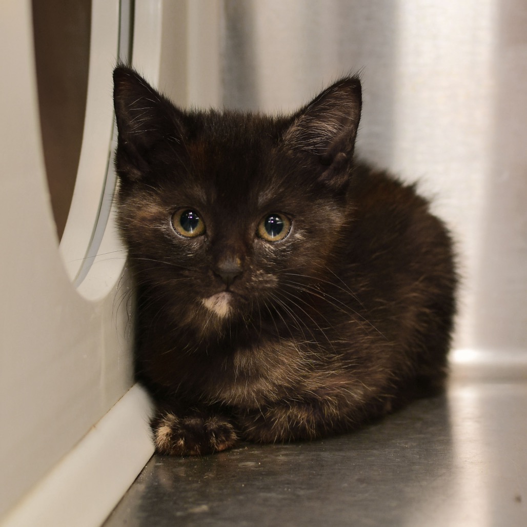 Shelter Stray Female Cat last seen , 3173 K-68 Hwy, Ottawa, KS 66067, USA
