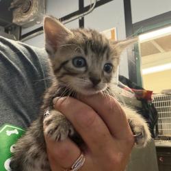 Shelter Stray Female Cat last seen , 141 Canna Ln, Lake Jackson, TX 77566, USA