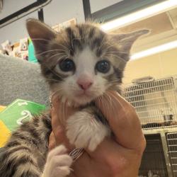 Shelter Stray Male Cat last seen , 141 Canna Ln, Lake Jackson, TX 77566, USA