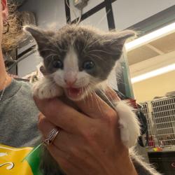 Shelter Stray Male Cat last seen , 141 Canna Ln, Lake Jackson, TX 77566, USA