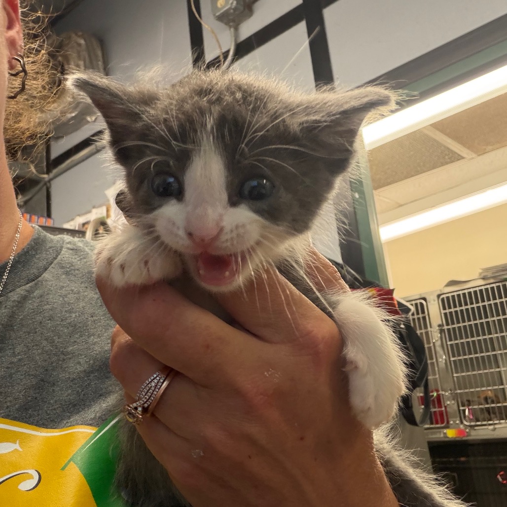 Shelter Stray Male Cat last seen , 141 Canna Ln, Lake Jackson, TX 77566, USA